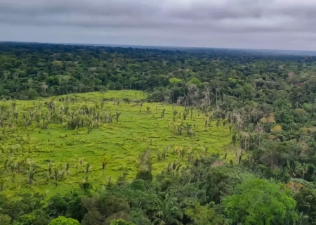 Desmatamento na Amazônia tem queda de 21,8% e no Pantanal, de 9,2%