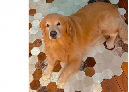 Câmara aprova projeto que obriga aéreas a rastrear transporte de pets