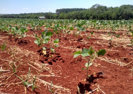 Área de soja poderia crescer até 36,6 milhões de hectares sem desmatamento, diz estudo