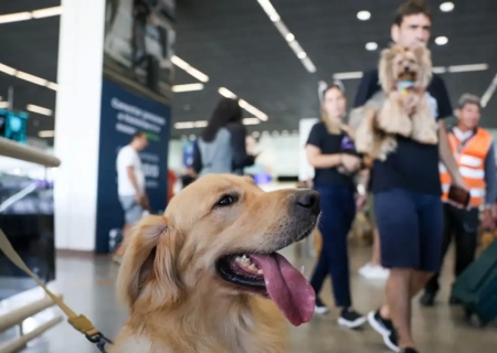 Convívio com animais traz benefícios à saúde física e mental do tutor