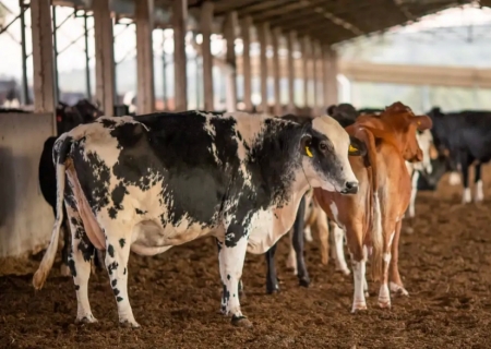 Receita investiga sonegação de quase R$ 1 bilhão em venda de gado
