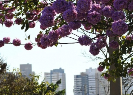 Julho começa com frio em MS e temperatura sobe ao longo da semana