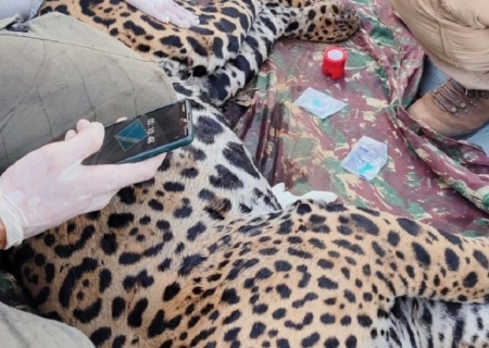 Onça-pintada Antã é a segunda resgatada no Pantanal de MS em quatro dias