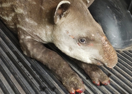 Polícia Ambiental resgata filhote de anta com queimaduras