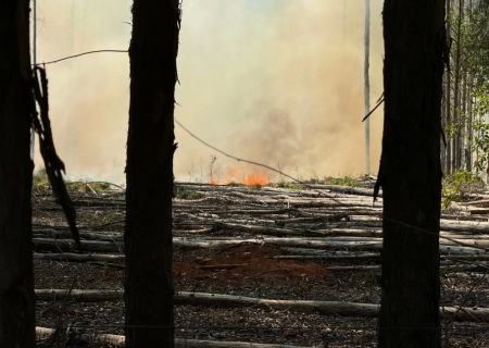 Floresta de eucaliptos é atingida por incêndio em Nova Andradina