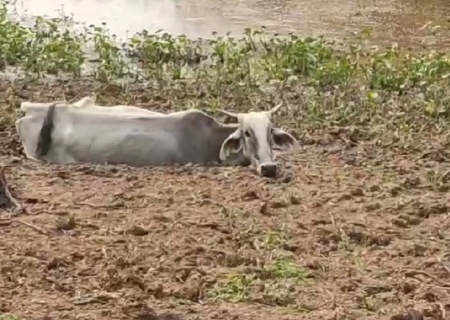 Ministério Público vai investigar maus-tratos a bovinos em fazenda de Rio Verde de Mato Grosso