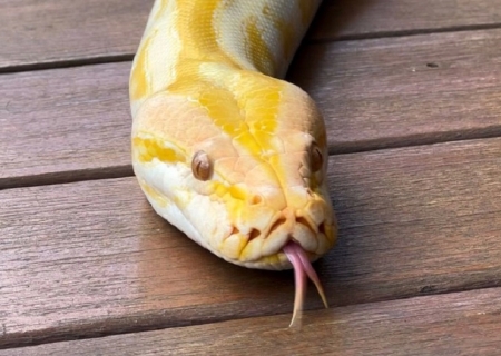 Píton albina que não pode retornar à natureza ganhará nova chance no Bioparque Pantanal