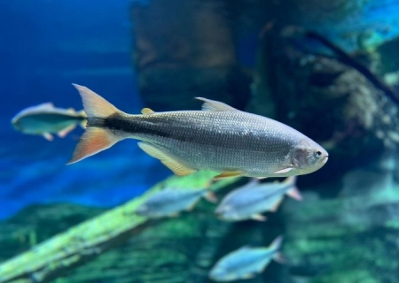 No Dia do Pantanal, Bioparque reforça compromisso com a preservação por meio da pesquisa