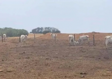 Fazendeiro deixa dois mil bois sem comida no pasto e é multado em R$ 6,2 milhões em Mato Grosso