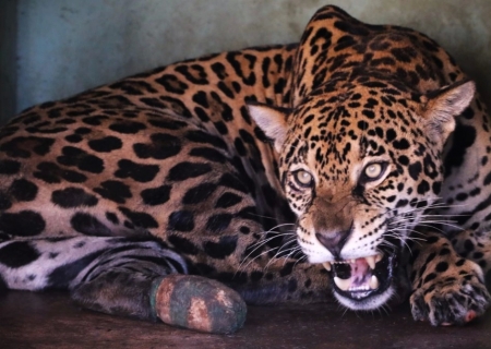 Símbolo de resistência: monitoramento confirma adaptação da onça-pintada Miranda ao habitat natural