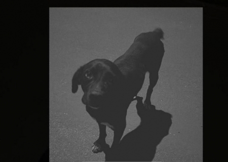 Polícia Civil identifica adolescente que atropelou cachorro em Santa Rita do Pardo