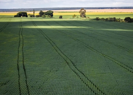 Em menos de quatro décadas, área destinada à soja cresce nove vezes