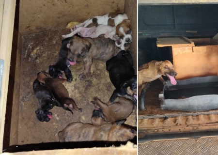 Polícia Ambiental resgata cachorros abandonados em mangueiro de fazenda no Pantanal