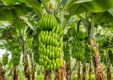 Fungo inova no controle de pragas da banana e reduz uso de agrotóxicos