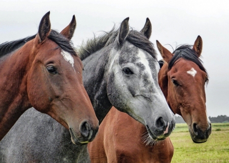 Mais facilidade para criadores de cavalos: projeto para transporte de equídeos é aprovado