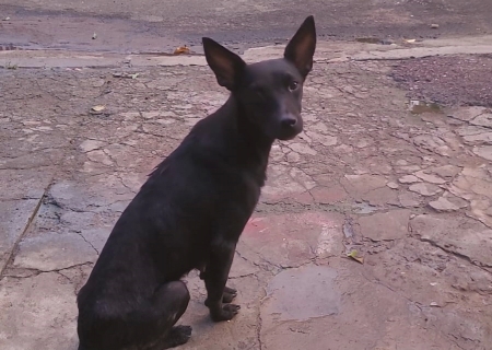 Vídeo: em Coxim, mulher é presa por abandonar cachorrinha em via pública