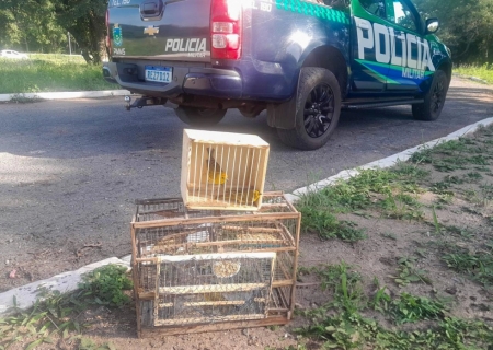 Homem é autuado por captura ilegal de canários em Corumbá