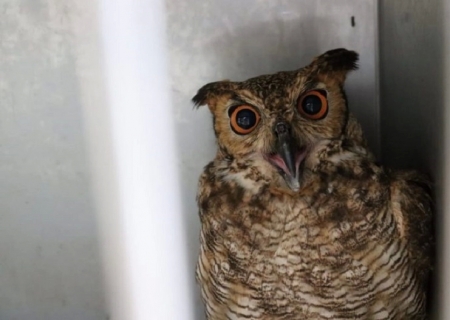 Imasul transfere filhotes de tuiuiú e corujas para zoológico em São Paulo