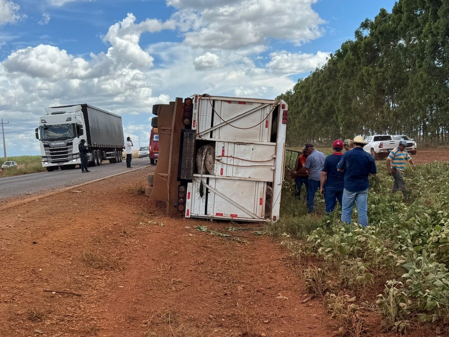Carreta que transportava gado tomba na MS-134 em Nova Andradina