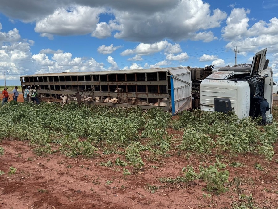 Carreta que transportava gado tomba na MS-134 em Nova Andradina