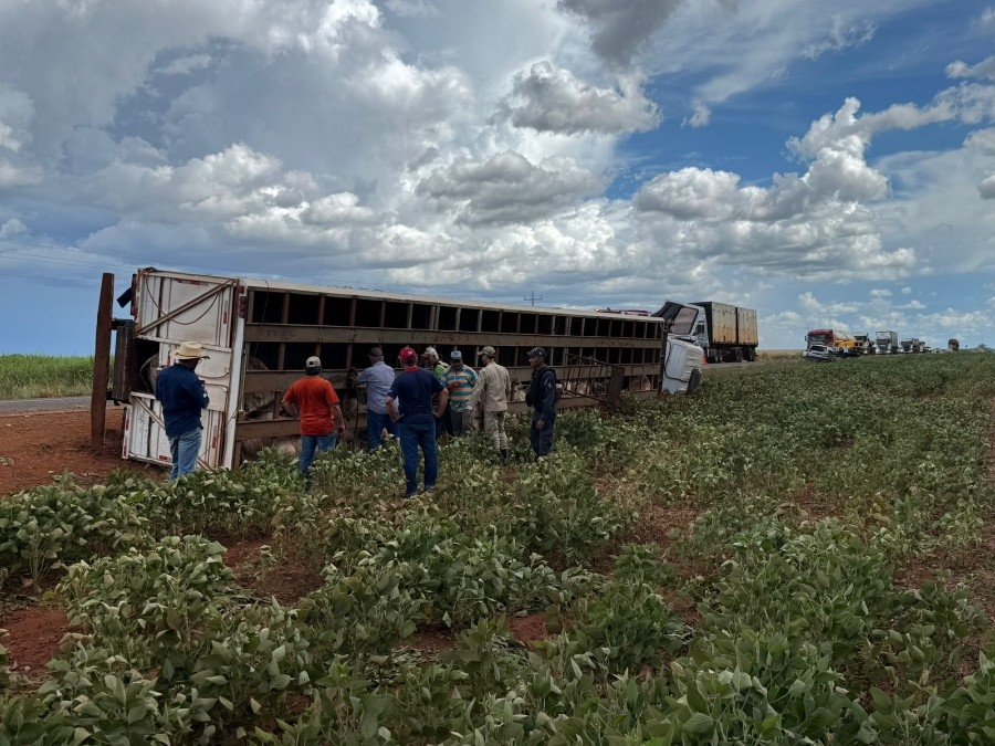 Carreta que transportava gado tomba na MS-134 em Nova Andradina