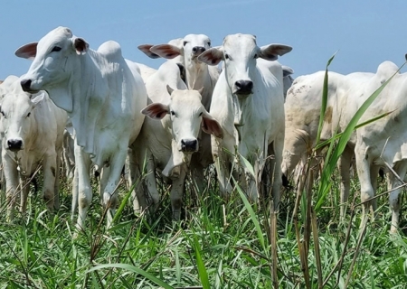 Veja como os preços da arroba do boi gordo finalizaram a semana