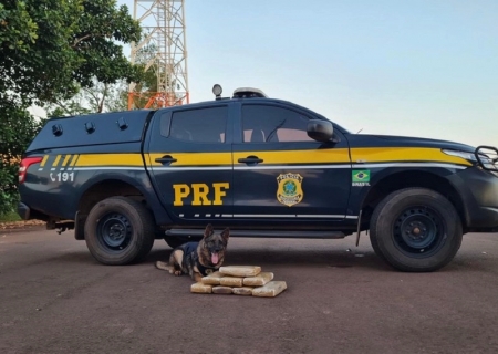 Com ajuda de cães farejadores, PRF apreende 8 kg de maconha em Terenos