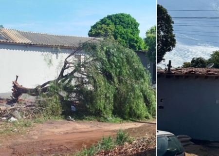 Temporal destelha casas, derruba árvores e deixa família em situação de risco em Nova Andradina