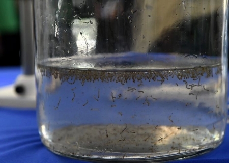 MS registra 253 casos confirmados de dengue
