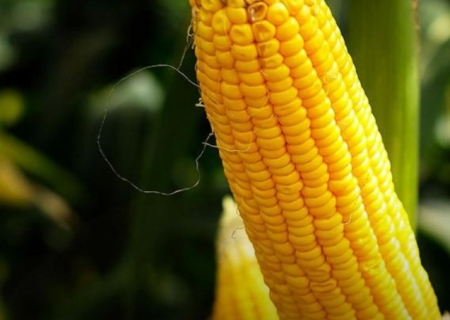 Produção de etanol de milho cresce 30% e ajuda setor em safra com menor moagem