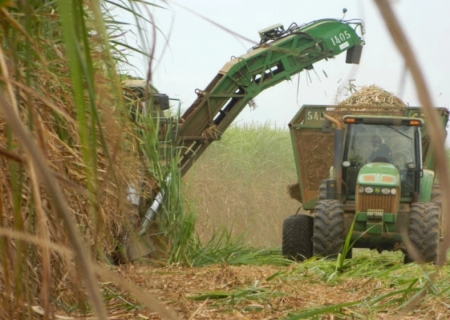 Síndrome da murcha da cana ameaça produtividade em 30% das áreas cultivadas no Brasil