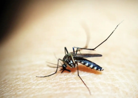 Opas emite alerta para risco de surtos de dengue 3 nas Américas