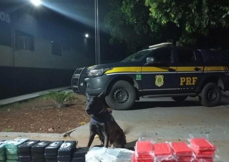 Cães da PRF encontram 125 kg de cocaína em meio a carga de carne em Terenos