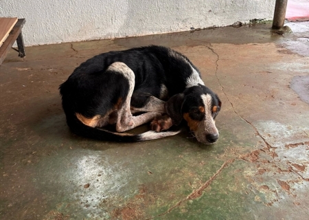 Homem é preso por abandonar cachorro na rua em Campo Grande