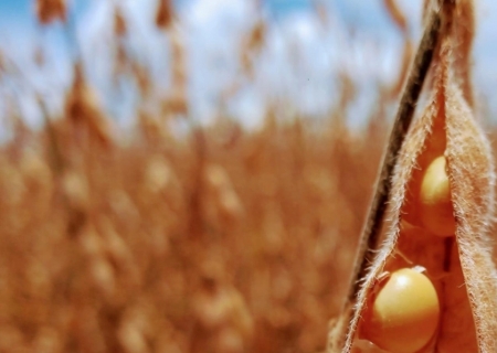 Chuva diminui no Centro-Oeste e favorece avanço da colheita de soja