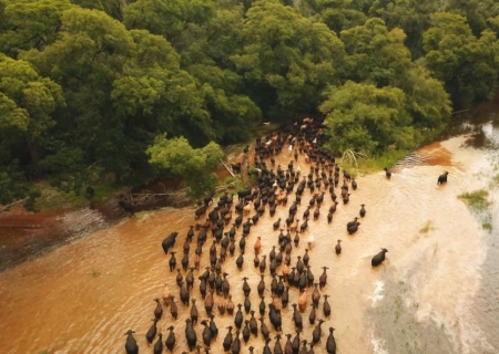 Comitiva com mais de 1,3 mil cabeças de gado brangus cruza 360 km do Pantanal