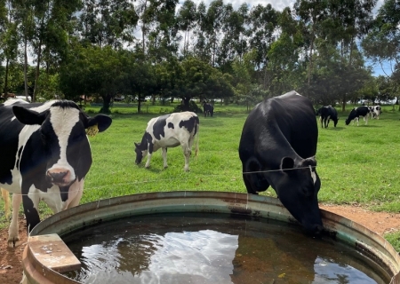 Rebanho bovino sofre com as altas temperaturas e precisa de cuidados