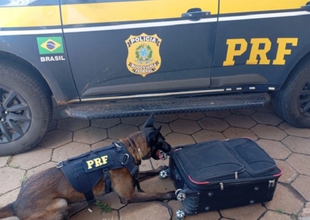 Com cães farejadores, PRF apreende cocaína em ônibus na BR-267, em Bataguassu