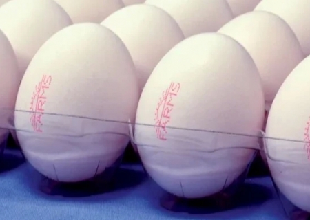 Marcação individual em ovos é prorrogada pelo Mapa para setembro