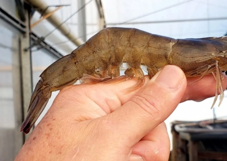 Produção de camarão longe do mar avança como alternativa rentável