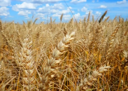 Calor prejudica lavoura de café, soja e arroz, diz especialista