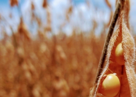 Colheita de soja ultrapassa 60% no Brasil; saiba qual o estado mais avançado