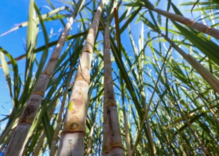 Mato Grosso do Sul tem produção recorde de etanol e avança na descarbonização do setor bioenergético