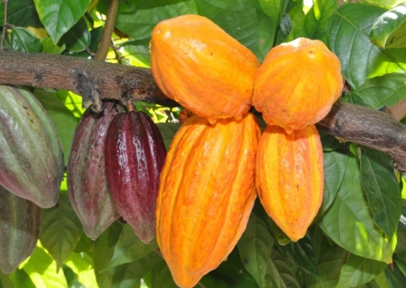 Dia Nacional do Cacau: conheça a cultura e os benefícios do fruto no país