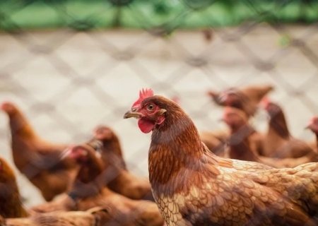 Mapa proíbe exposição e criação de aves ao ar livre para conter a Gripe Aviária no país
