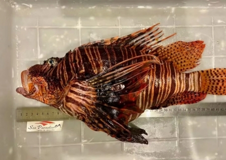 Maior peixe-leão do mundo é capturado no Brasil; saiba porque isso não é uma boa notícia