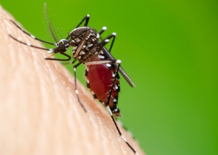 Mato Grosso do Sul registra primeira morte por Chikungunya em 2025