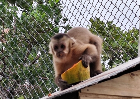 Imasul leva tuiuiú e oito macacos-prego reabilitados no CRAS para ambientação no Pantanal