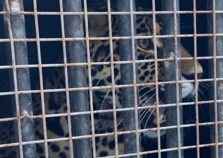 Brasil já exporta até onça; entenda