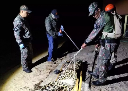 Onça-pintada que matou caseiro no Pantanal é capturada